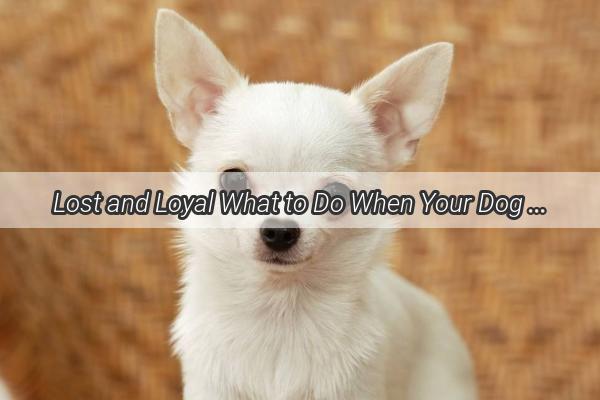 Lost and Loyal What to Do When Your Dog Is Rescued and Wont Come Home